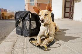 Veterinaria